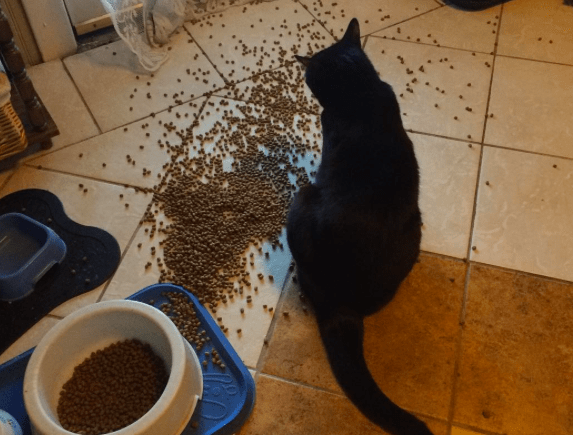 Is Your Cat A Messy Eater? Here Are 6 