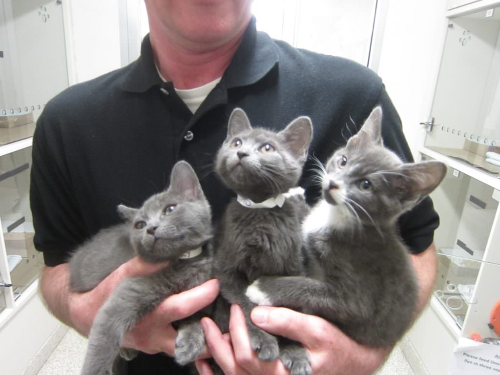 (l-r) Dmitry, Inessa, and Ilyo with ASPCA Adoption Center staff member. Image source; ASPCA