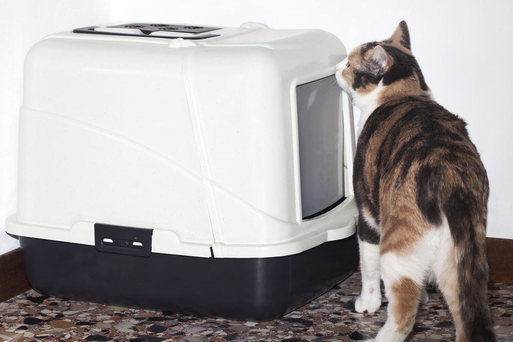 9 Items To Make Your New Cat Feel At Home