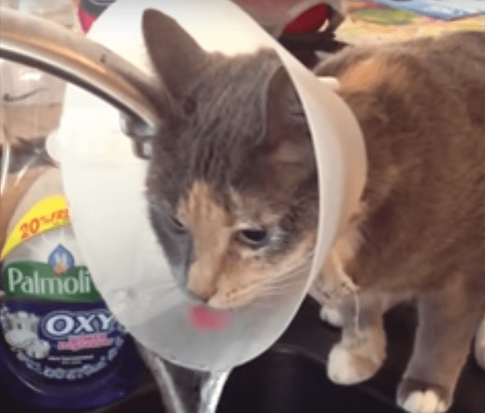 cat drinking cone of shame1