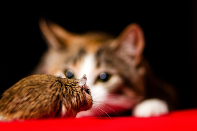 Someone Captures A Real-Life Tom And Jerry: A Mouse Running Up To A Cat To  'Cuddle' After Being Chased Around