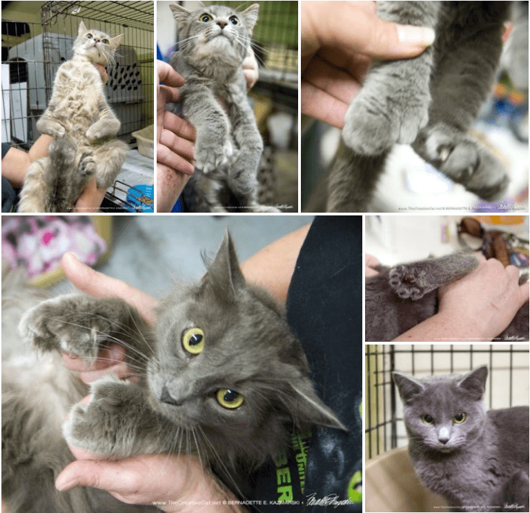 Some of the rescued cats. Image source: Bernadette E. Kazmarski /  The Creative Cat