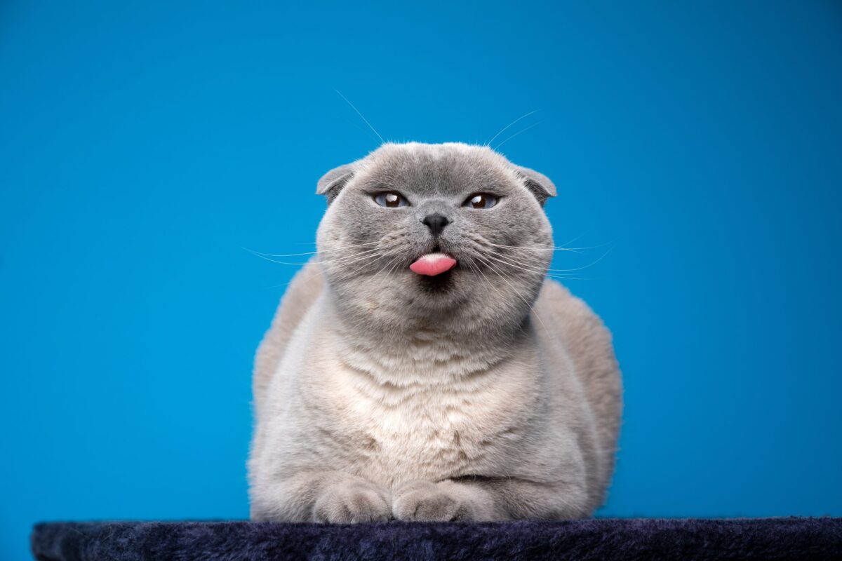 A Scottish Fold Cat sitting beside their person with folded ears and an attentive expression.
