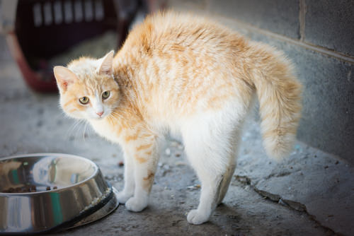 Ask A Vet Why Does My Cat  Arch His Back  When He Is Afraid 