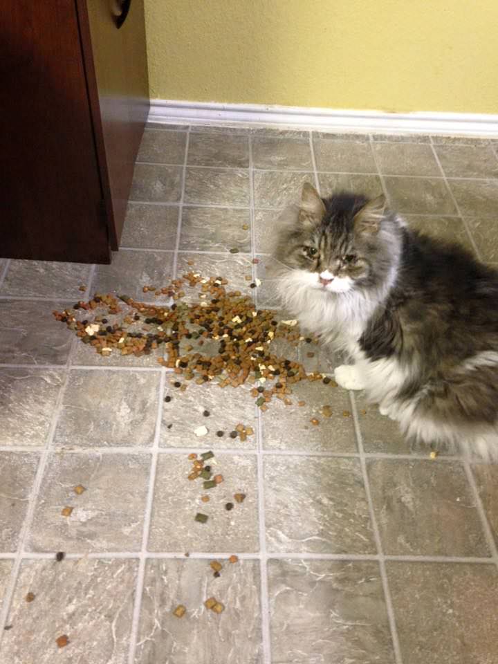 Sometimes Lunchbox tries to slip back into her old habits. Like the time she broke the treat jar. Photo via Facebook