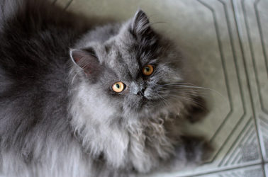 9 Tips For Keeping Your Long-Haired Cat Mat-Free