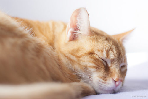 7 Facts About Your Cat’s Sleeping Habits | iHeartCats.com