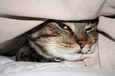 6 Reasons Your Cat Likes To Hide | iHeartCats.com