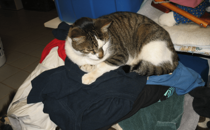 Ask A Vet Why Does My Cat Sleep On My Clothes