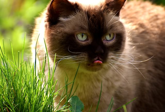 6 Reasons Your Cat Nibbles On Plants