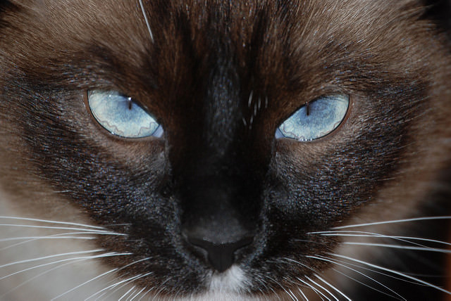 6 Facts About Feline Herpes