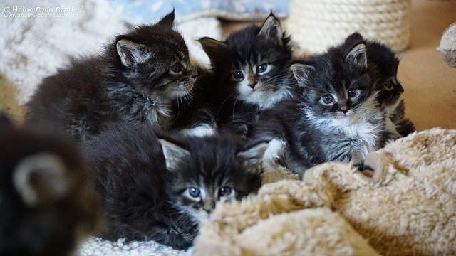 Image Source: Main Coon Castle via Flickr