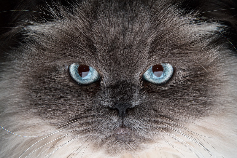 7 Feline Herpesvirus Facts You Need To Know Iheartcats Com