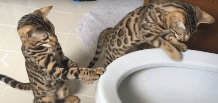 Link Bengal Cuties Via YouTube