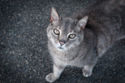 International Cat Calling! Are You Doing It Right?