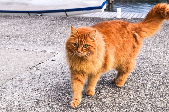 fluffy orange tabby cat