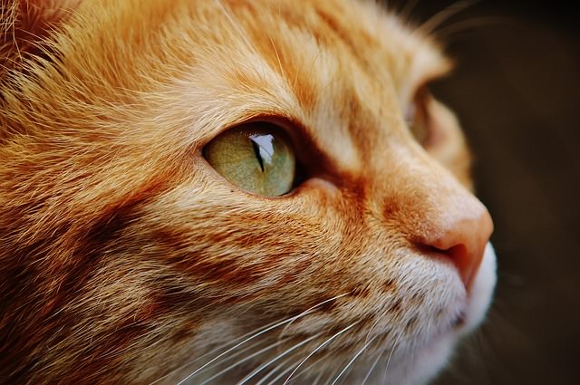 3-fun-facts-you-didn-t-know-about-your-cat-s-vision-iheartcats