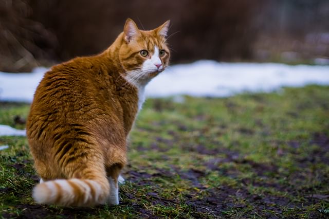 black and orange tabby cat