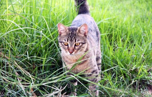 facts about tabby kittens