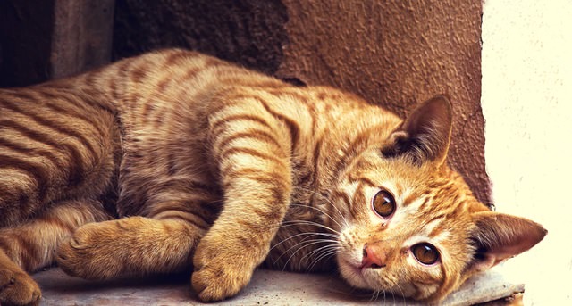 orange tabby cat breed