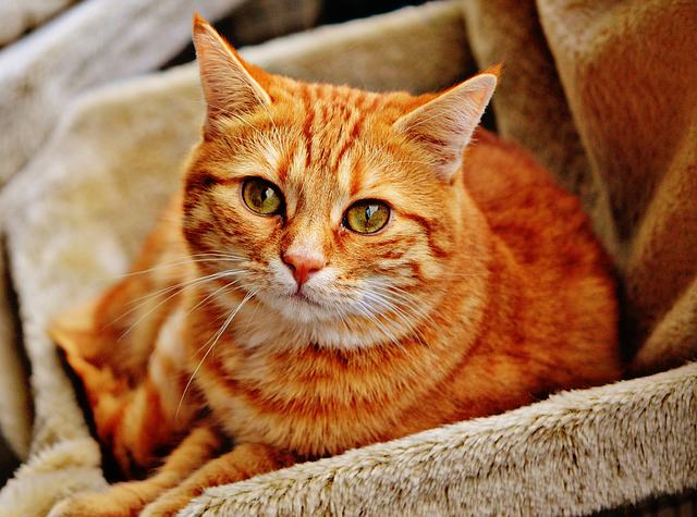 What Exactly Is A Tabby Cat? Fun Facts About These Beloved Cats