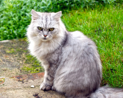 10 Longhaired Cat Breeds With Irresistible Fur