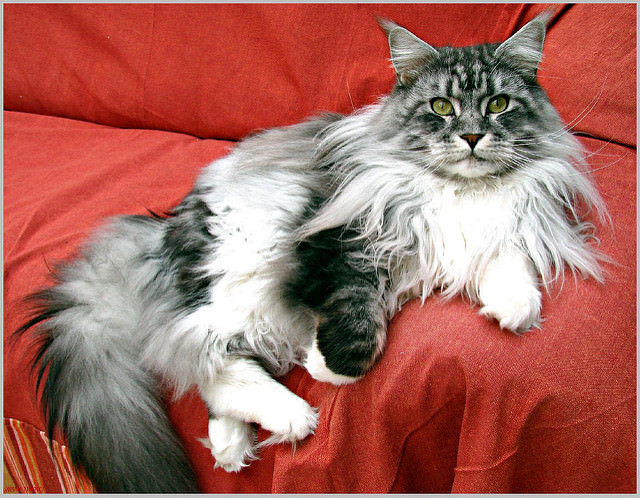 10 Longhaired Cat Breeds With Irresistible Fur | iHeartCats.com