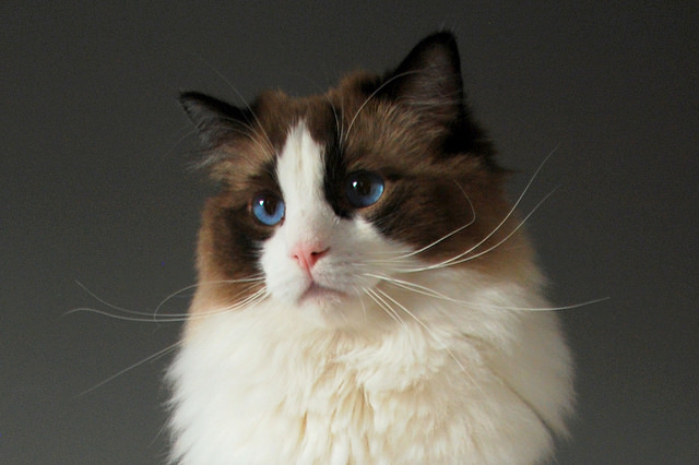 10 Longhaired Cat Breeds With Irresistible Fur