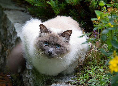 Luscious Locks: 14 Long-Haired Cat Breeds