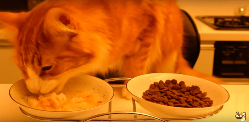 Lucky Kitty Gets Gourmet Feast Prepared By His Chef Owner