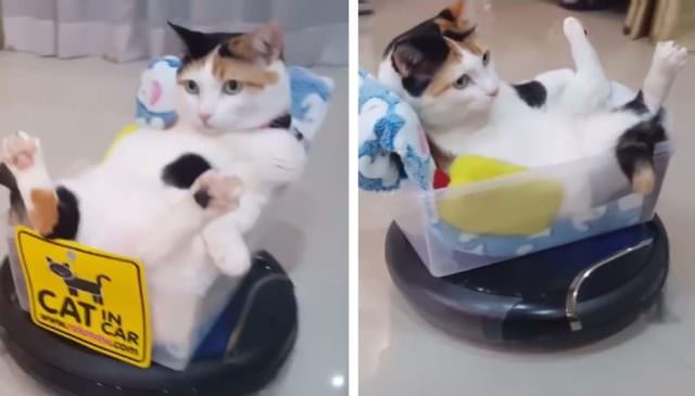 RoombaRiding Cat Casually Rolls Around The House Like A Queen