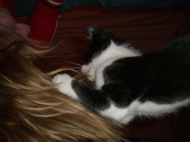 Ask A Vet Why Does My Cat Chew My Hair