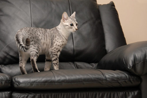 7 Cat Breeds That Look Like Wild Animals