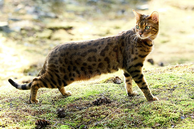 House cats that 2024 look like bobcats