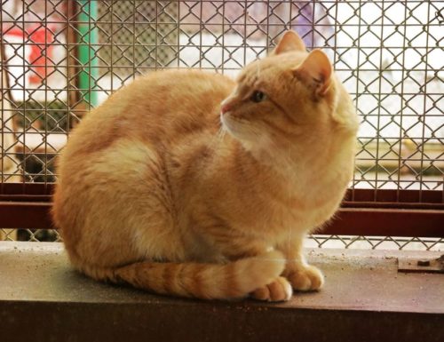 Photographer Captures Unique Character Of Shelter Cats