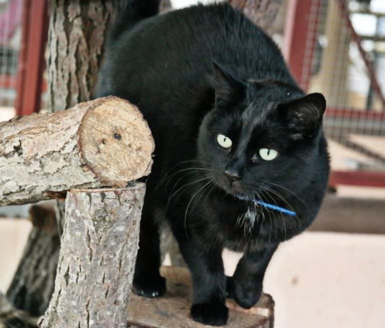 Photographer Captures Unique Character Of Shelter Cats