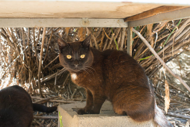 Glimpse The Lives Of A Feral Cat Colony That's Cared For ...