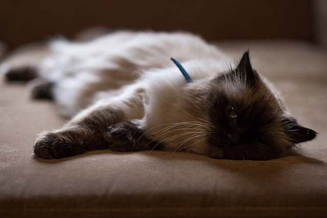 Van de dierenarts:6 waarschuwingssignalen dat uw kat kanker kan hebben
