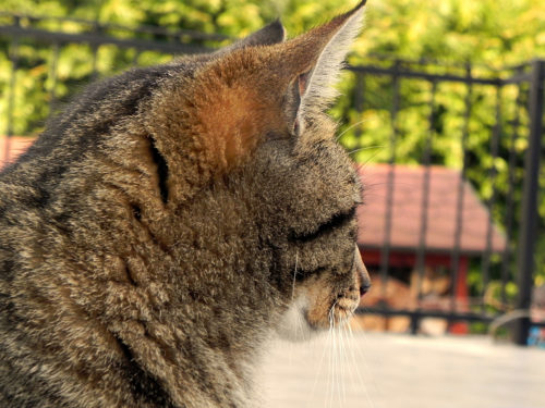 3 Tips For Taking Care Of Your Cats Ears 