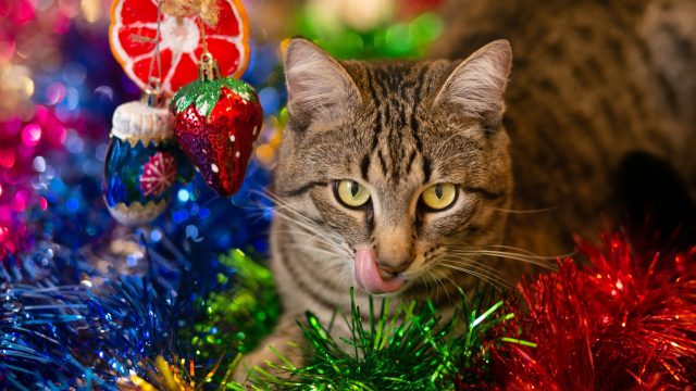 cats and tinsel