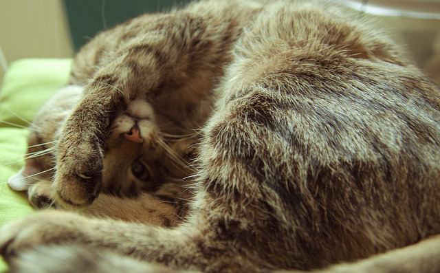 Ask A Vet: Why Does My Cat Sleep In My Chair?