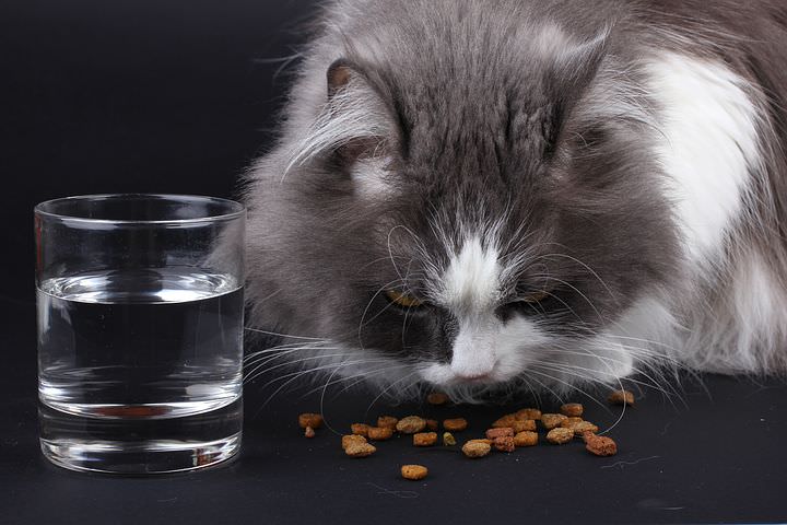 Cat only likes sales dry food