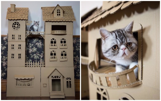 Woman Gives Cat  A Cardboard  Box That s Fit For A King