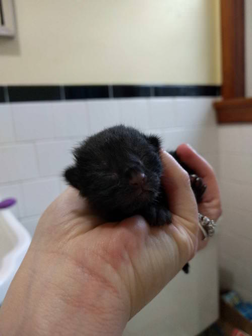 Bobtail Tortie Cat Has A Litter Of Kittens As Special As She Is