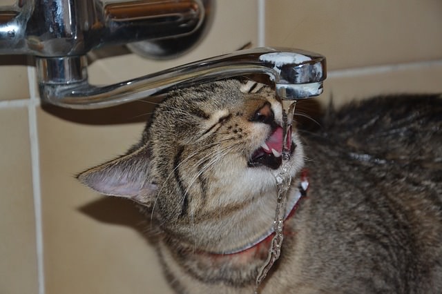 Why Do Cats Like Faucet Water 