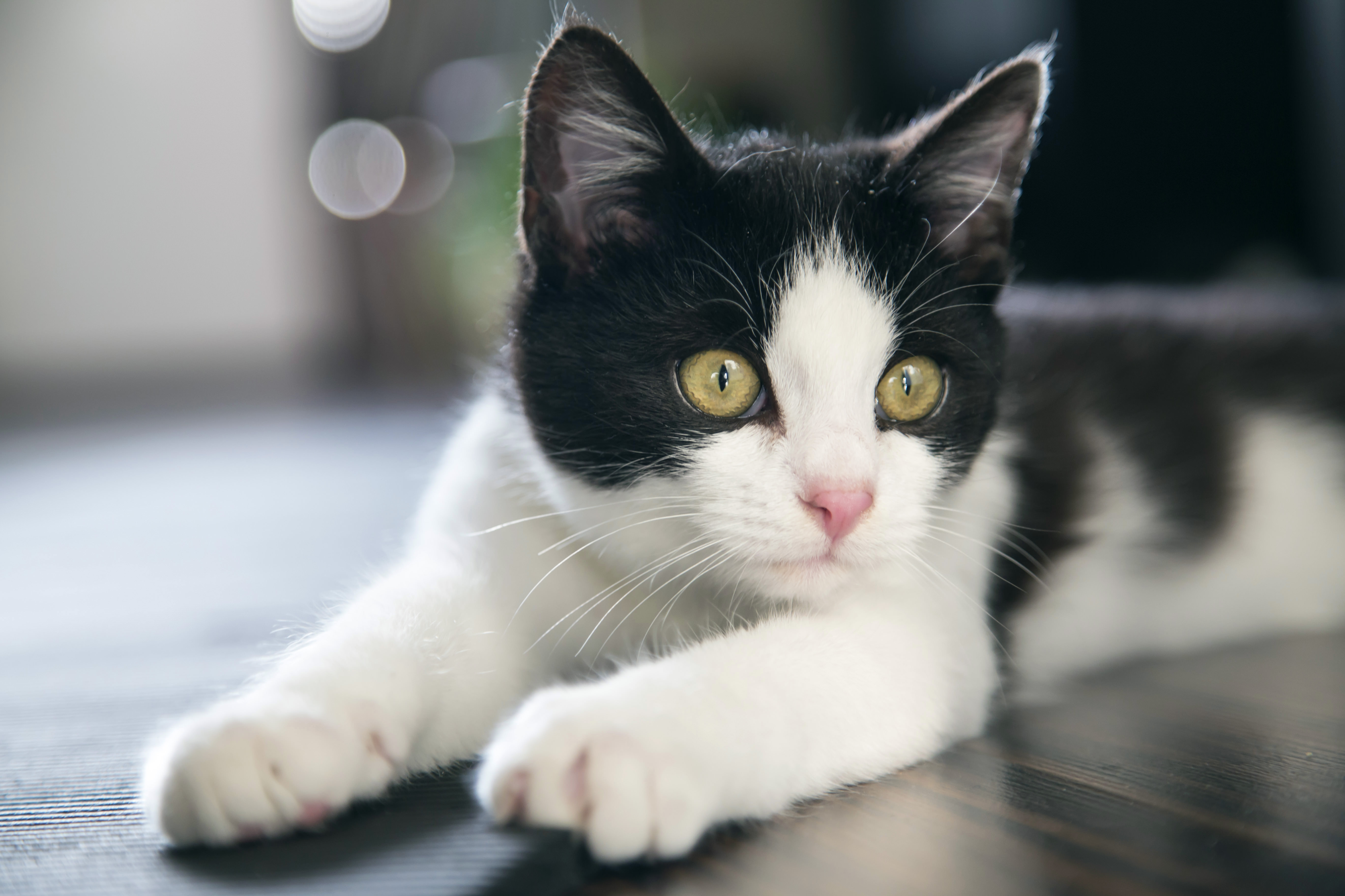 15 Clever Names For Your Tuxedo Cat,Manhattan Drink