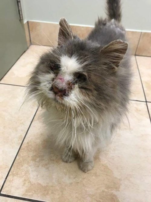 Cat Who Couldn't Go Inside Is Finally Safe And Warm