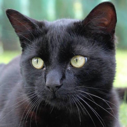 Gray Kitten Shocks Rescuers By Changing Colors As He Grows