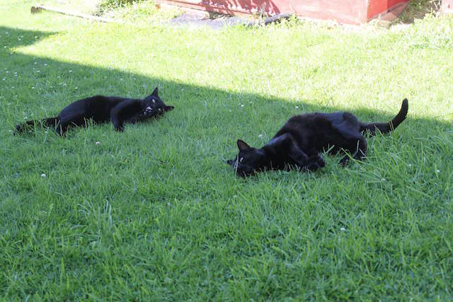 Gray Kitten Shocks Rescuers By Changing Colors As He Grows