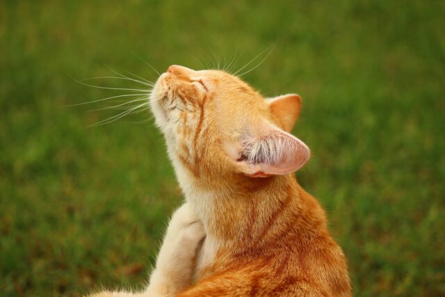 permethrin cats toxic